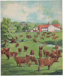Vintage Calendar Art cows, cattle, livestock, farm life, etc.
